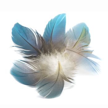 Colorful bird feathers isolated on white background