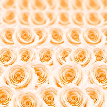 Beautiful orange rose pattern, nature flower abstract background
