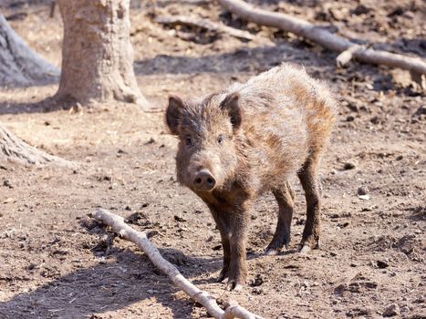 Wild swine playing in the wood