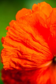 Closeup of the petals of the blooming red poppy flower.