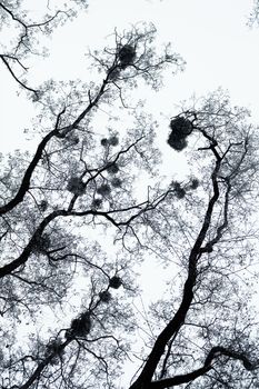 Bare trees with mistletoes covered with hoarfrost against the white sky background.