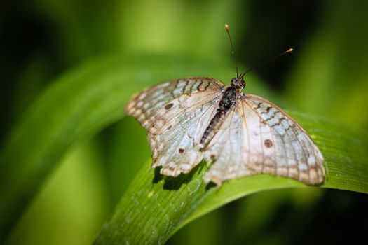 A colorful White Peacock Anartia Jatrophae butterfly.