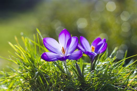 crocus - one of the first spring flowers