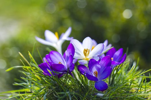 crocus - one of the first spring flowers