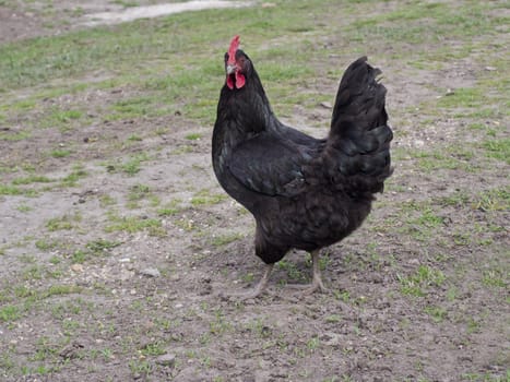 The Black hen walks in the yard.