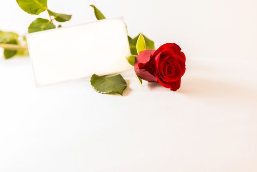 Rose and coupon on white background