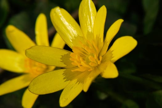 The Lesser celandine first flower of spring.