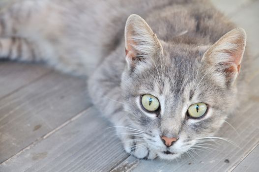 gray cat on the wooden deck