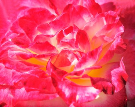 Close up of red rose blossom, background