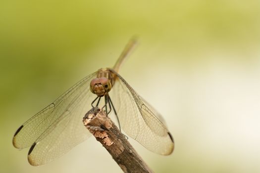 A beautiful dragonfly resting on a brach with a green background