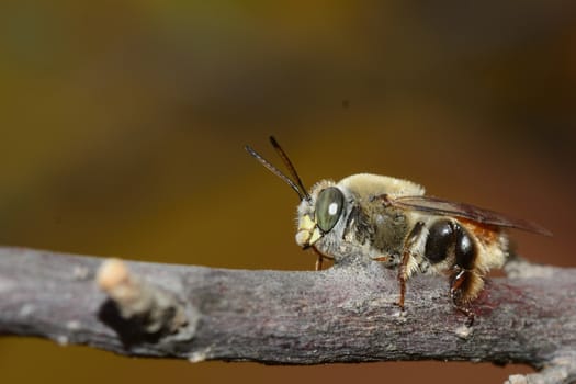 A beautiful close up of a bee resting on a branch