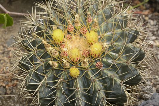 A cactus with yellow flowers in the desert