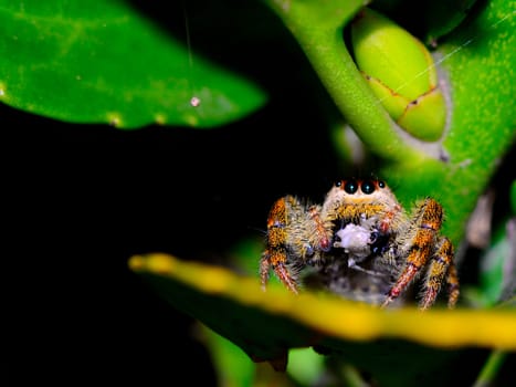 A colorful jumping spider, Salticidae, with a prey on a plant