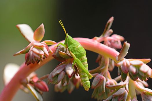 A grasshopper resting on a purple plant