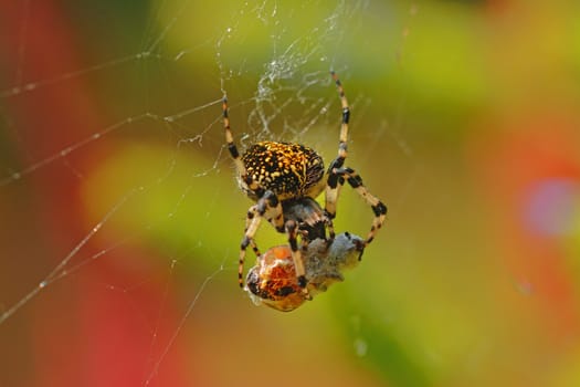 A colorful photo of a spider with its prey, a bee, on a spider web