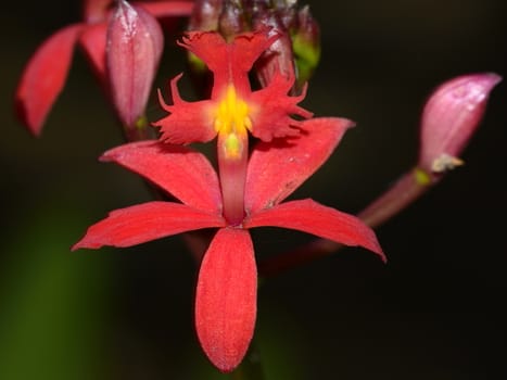 A beautiful red orchid flower, Epidendrum radicans.