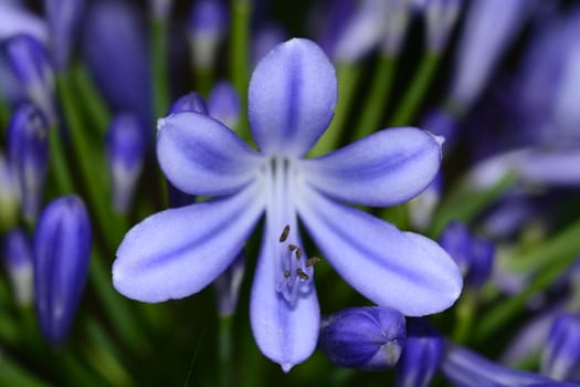 A beautiful blue flower in the garden