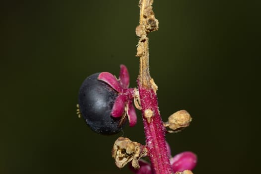 A beautiful purple berry