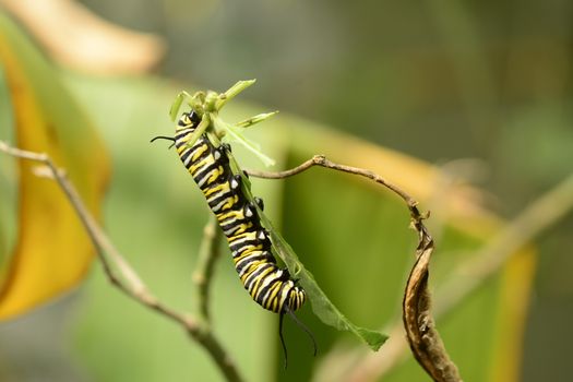 A beautiful caterpillar of the monarch butterfly, Danaus plexippus, feeding of a plant