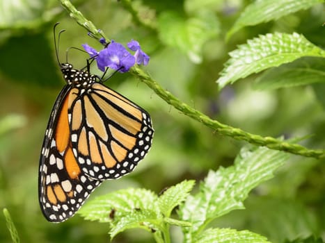 A beautiful monarch butterfly, Danaus plexippus, on purple flowers