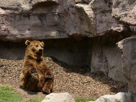 A funny brown bear stretching its leg