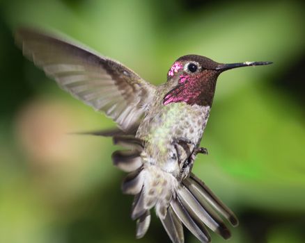 An Anna's hummingbird. Closeup. In flight. Day. Color image.