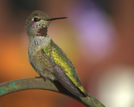 A hummingbird is perched and looking at the camera. Color image. Day.