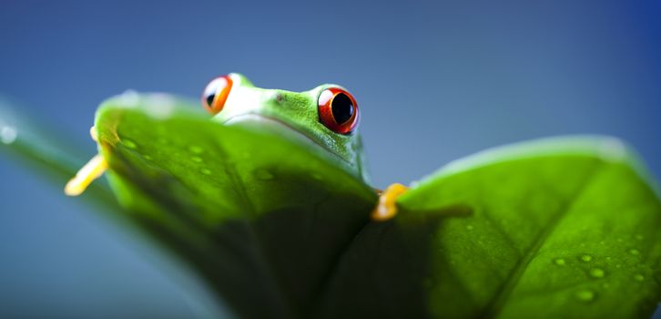 Red eyed frog green tree on colorful background