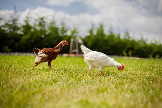 Chickens are Walking on Grass