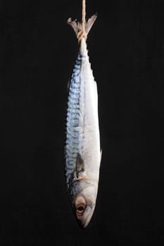 Fresh mackerel hanging against black background. Culinary seafood eating.
