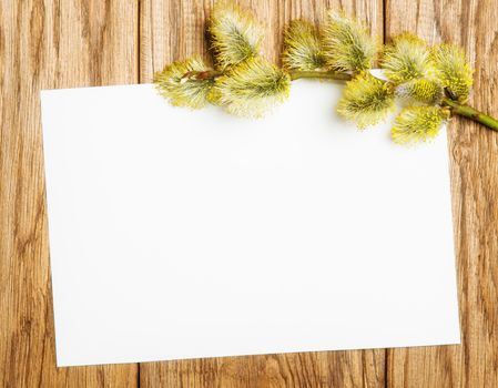 willow catkin branch on the old wooden table and paper blank