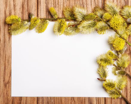 willow catkin branch on the old wooden table and paper blank