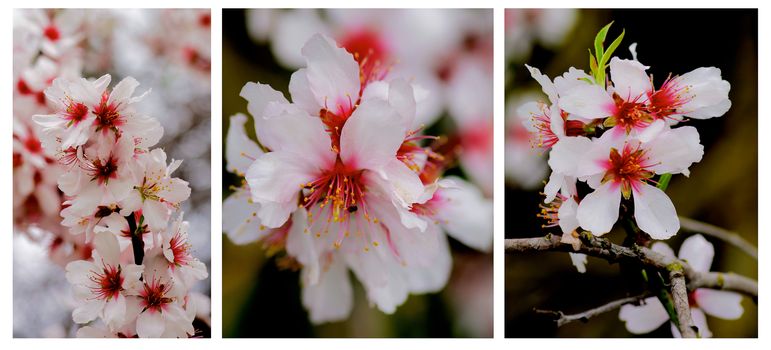 Collection of Beauty White and Pink Cheery Tree Blossom with Stems and Leafs on Blurred background closeup