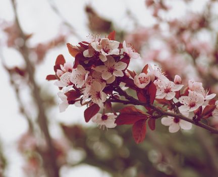 Branch of Beauty Pink and White Cherry Blossoms on Blurred Cherry Tree closeup. Retro Styled