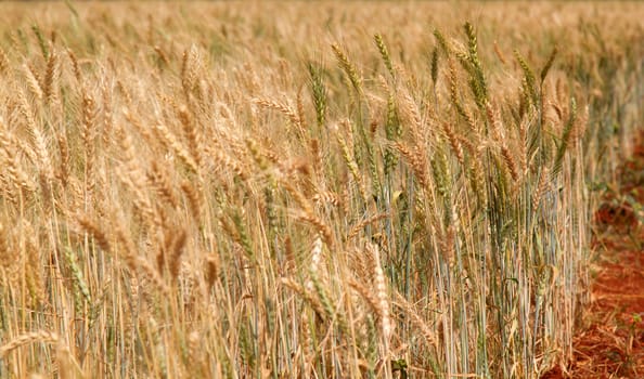 Yellow grain wheat growing in farm field
