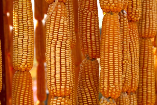 Dried sweet yellow corn texture for background