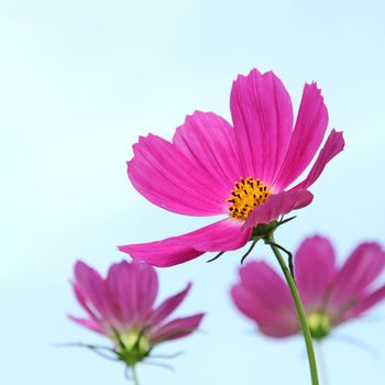 Close up pink cosmos flowers in the garden