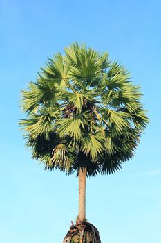 Sugar palm tree