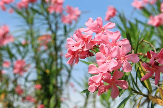 Beautiful pink flowers in tropical garden