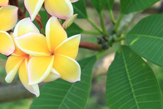 Yellow plumeria flowers