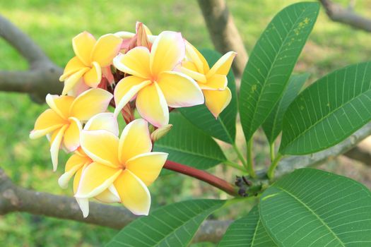 Yellow plumeria flowers