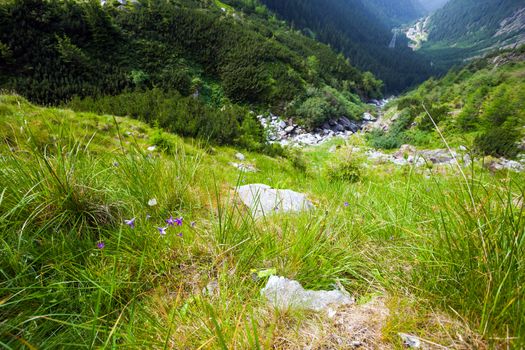 Wild violet flower on Fagaras mountain, Romania