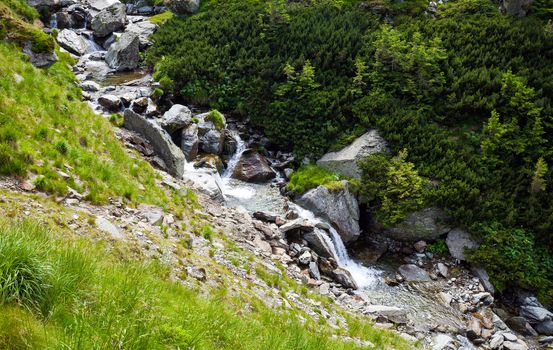 Forest stream surrounded by vegetation running over rocks