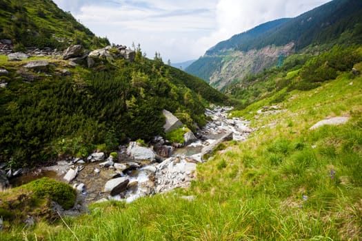 Forest stream surrounded by vegetation running over rocks