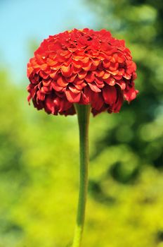 flower - red dahlia  in bright sunny day
