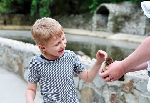 little boy stroking funny  duckling outdoors