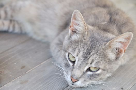 gray dozy cat on the wooden deck 