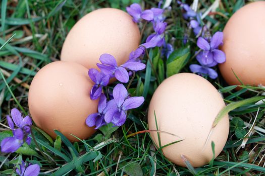 Eggs on ground with viola flower around