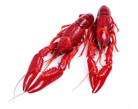 Food. Delicious crayfish on a white background