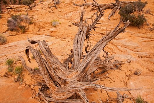 Dead tree in Canyonlands National Park